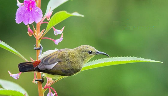 টুনির ফোঁড়া